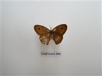 藏品(小波眼蝶)的圖片